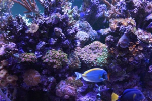 Aquarium Tank Lighting